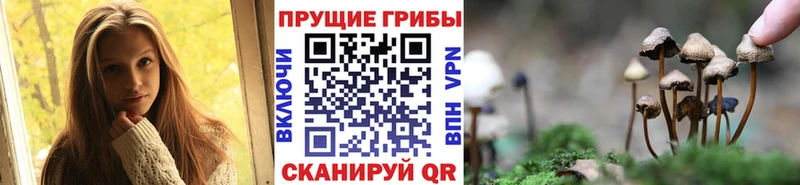 наркошоп Снежногорск Галлюциногенные грибы Psilocybine cubensis